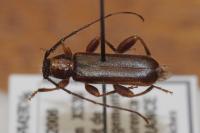 Poecilium lividum