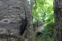 Cerambyx cerdo