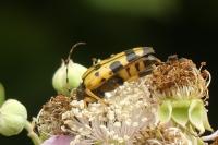 Rutpela maculata