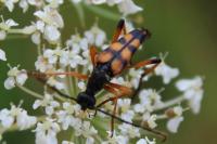 Strangalia attenuata