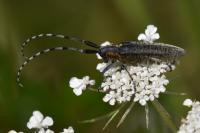 Agapanthia villosoviridescens