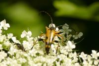 Rutpela maculata