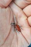 Stictoleptura fontenayi