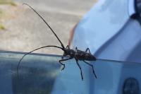 Monochamus galloprovincialis