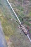 Monochamus galloprovincialis