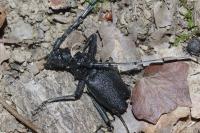 Cerambyx cerdo