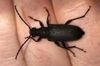 Stictoleptura scutellata