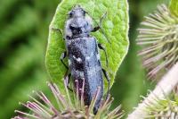 Hylotrupes bajulus