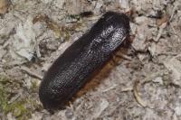 Prionus coriarius