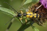 Rutpela maculata