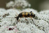 Rutpela maculata