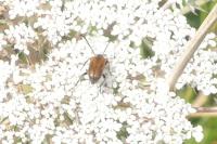 Pseudovadonia livida