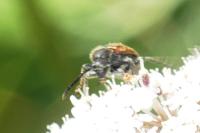 Pseudovadonia livida