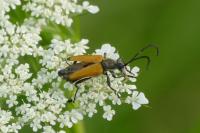 Stictoleptura fulva