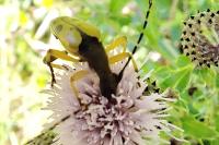 Rutpela maculata