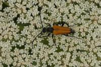 Stictoleptura fulva