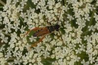 Stenopterus rufus