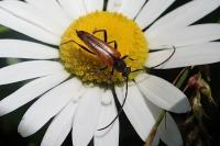 Stenurella melanura