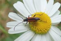 Stenurella melanura