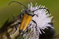 Stictoleptura fulva