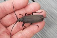 Aegosoma scabricorne