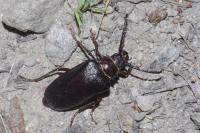 Prionus coriarius
