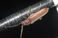 Arhopalus rusticus