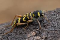 Xylotrechus arvicola