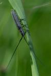 Calamobius filum