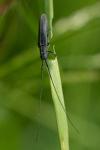 Calamobius filum