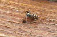 Xylotrechus arvicola