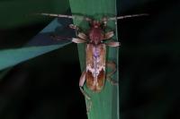 Trichoferus pallidus