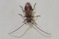 Exocentrus punctipennis