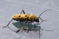 Chlorophorus glabromaculatus