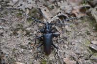 Cerambyx cerdo
