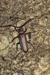 Aegosoma scabricorne