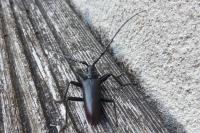 Cerambyx cerdo