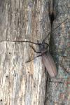 Aegosoma scabricorne