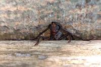 Aegosoma scabricorne