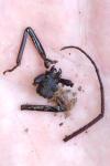 Aegosoma scabricorne