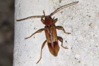 Trichoferus pallidus