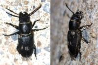 Spondylis buprestoides