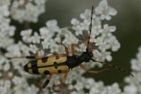 Rutpela maculata