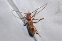 Trichoferus pallidus