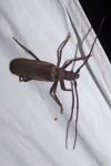 Aegosoma scabricorne