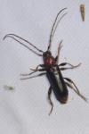 Phymatodes testaceus