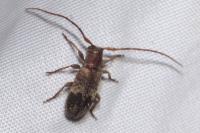 Exocentrus adspersus