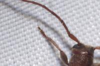 Exocentrus adspersus