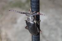 Prionus coriarius
