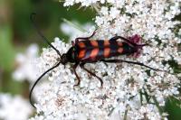 Leptura aurulenta